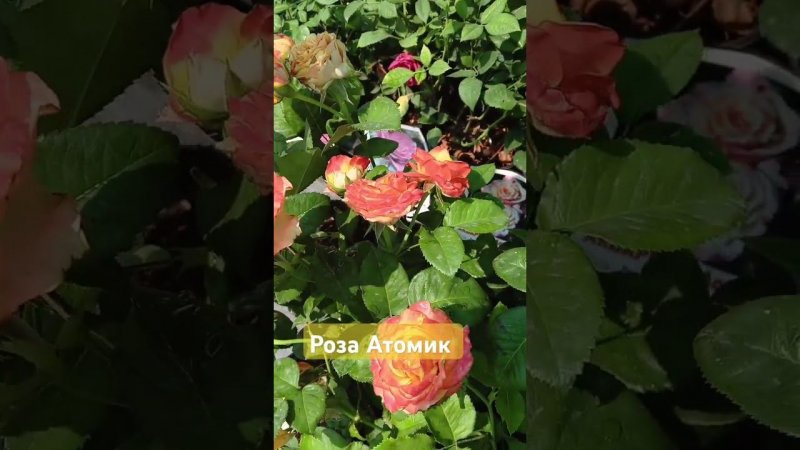 роза Атомик #сад #розы #дача #rose #цветы #садоводство #растения #garden #букет