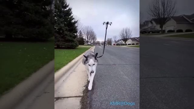 Будущее настигло собак🧠😂 ( видео про собак )