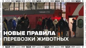 Новые правила перевозки животных — Москва 24|Контент