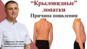 “Крыловидные” лопатки. Причина появления.Фрагмент обучения висцеральному массажу и кинезиологии.