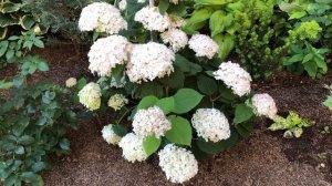 ГОРТЕНЗИЯ ДРЕВОВИДНАЯ «КАНДИБЕЛЛЕ МАРШМЕЛЛОУ» ( Candybelle Marshmallow )