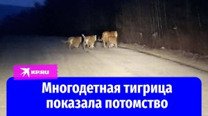 Многодетная тигрица Северина показала богатое потомство