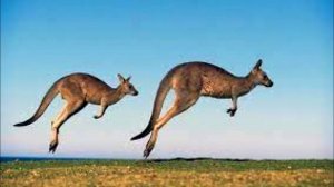 Сен Санс Кенгуру