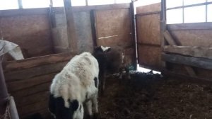 Девочка и Сирота