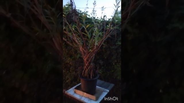 начало создания плетёной ивы