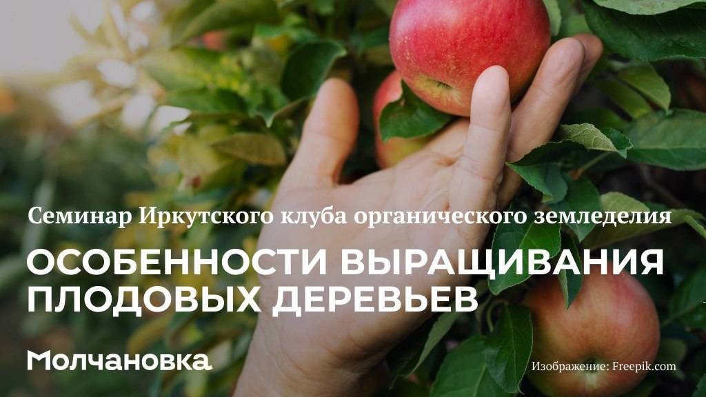 3 сезон 6 семинар. Особенности выращивания плодовых деревьев в органическом земледелии