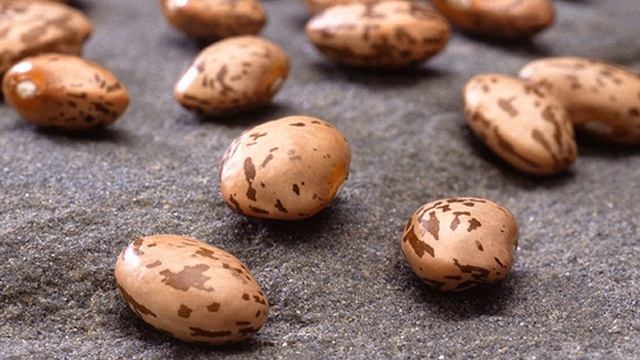 Pinto bean | Wikipedia audio article смотреть онлайн