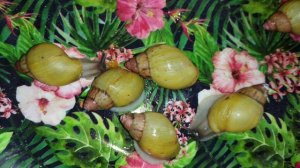 продам улиток, распродажа улиток!