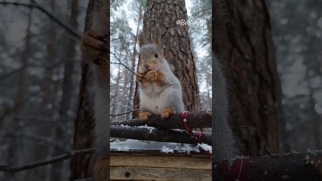 Белка жуёт орех️