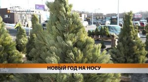 ЁЛОЧНЫЕ БАЗАРЫ ОТКРЫЛИСЬ В ПЕТРОПАВЛОВСКЕ В ПРЕДДВЕРИИ НОВОГО ГОДА • НОВОСТИ КАМЧАТКИ