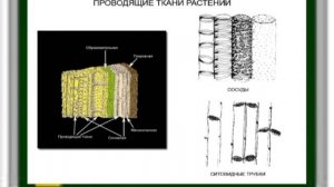 7 класс биология.Транспорт веществ. Ауесбек А. 7И