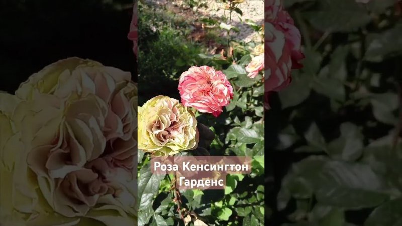 роза Кенсингтон Г #розы #цветы #rose #garden #дача #flowers #букет #сад арденс