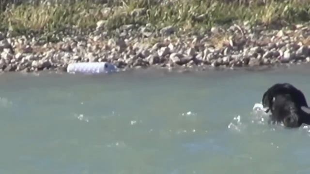 Labrador Retriever dog learning through manipulation of energy смотреть онлайн