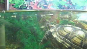 Сом и Красноухая черепаха