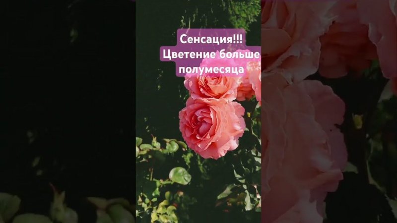 Роза Коралл Желе #розы #цветы #rose #сад #садоводство #garden #растения #flowers #дача