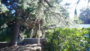 Кедр Ливанский.