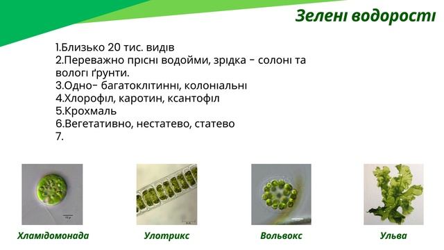 Урок 16. Різноманіття рослин. Водорості. 7 клас. НУШ смотреть онлайн
