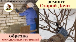 Ремонт Старой Дачи. Обрезка гортензии метельчатой.