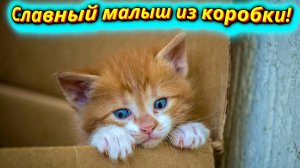 Счастливый билетик: Котёнок находит свой дом!