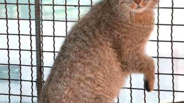 Виды кошек, о которых вы точно не знали