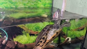 Кормим черепаху куриной печенью