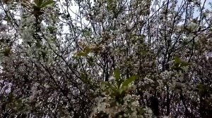 Цветущие вишни в саду.