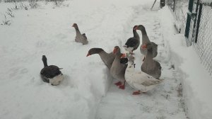 Гуси🪿проверяют уборку снега ❄ или снегопад гусям по-барабану☝🌧