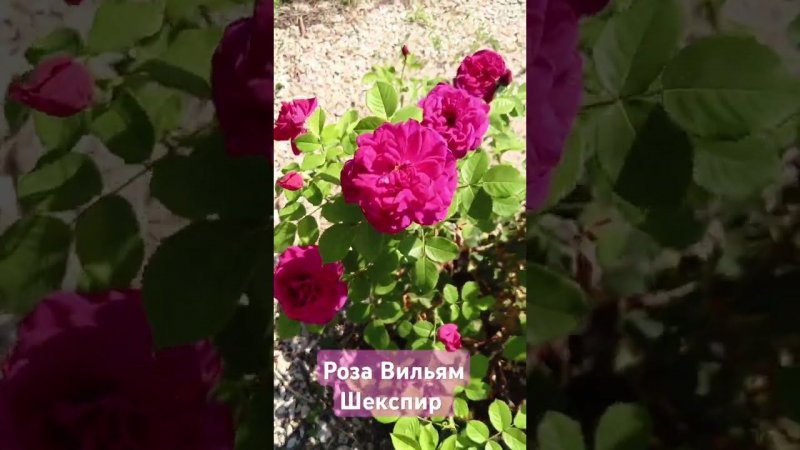 роза Вильям Шекспир #розы #цветы #дача #garden #сад #rose #огород #лето #любовь #flowers