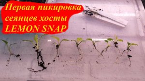 Первая пикировка сеянцев хосты LEMON SNAP
