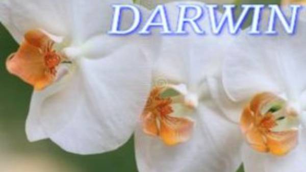 №999/ ОТДЕЛЕНИЕ детки от ОРХИДЕИ DARWIN