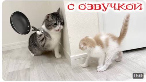 Приколы с котами! Смешные коты! С ОЗВУЧКОЙ! СМЕШНЫЕ ЖИВОТНЫЕ 2023! Тест на психику!