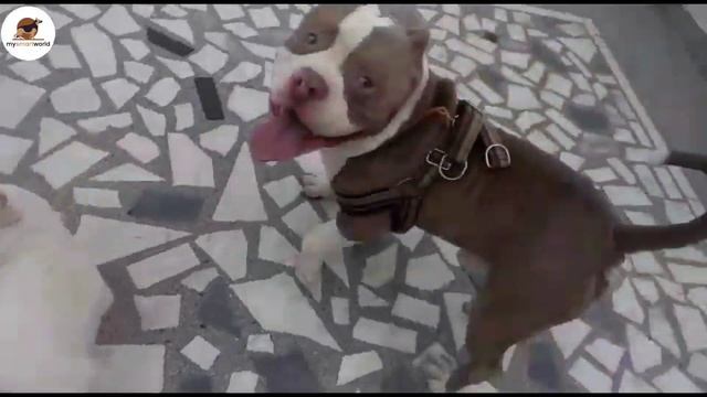 Big reason to purchase these American bully || Top quality & white color |@EynathegsdLife смотреть онлайн