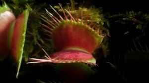 Насекомоядные растения