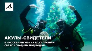 Акулы-свидетели. В «Москвариуме» на ВДНХ прошли сразу 2 свадьбы под водой