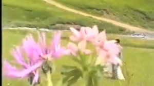 Чираг..свадьба