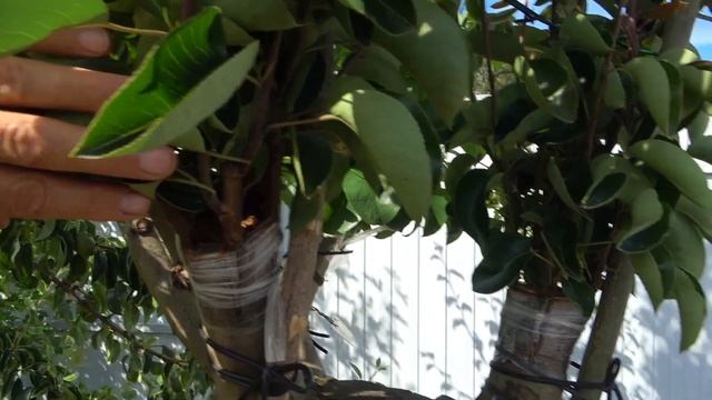 О перепрививках старых деревьев /состояние на 09.06.2024г. смотреть онлайн