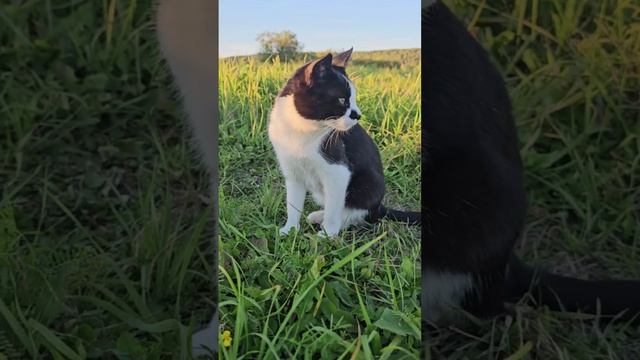 Черно-белый котенок на прогулке.Еще больше видео и фотоконтента на сайте oyta.ru #котенок #черное...