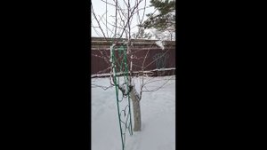 Чудо груша спустя 3 года