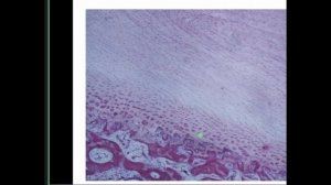 Консультация к 2 коллоквиуму | Глинкина В.В.