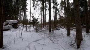 Охота проходными капканами на куницу! Снова куница на той-же точке на путике!