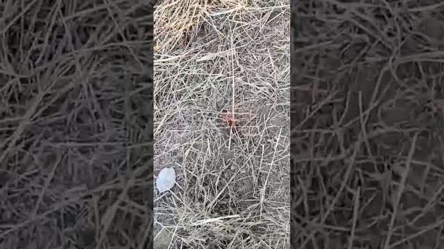 «Всех в дом пускала»: тигр совершил похищение в Хасанском районе
