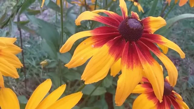 Легенда о рудбекии смотреть онлайн