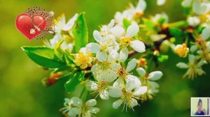 Romantic Relaxing Music-A Collection of Beautiful Touching Melodies For The Soul.