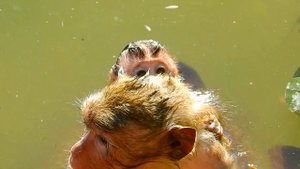 It's such very fun to watch monkeys swimming and teach their kids in deep water