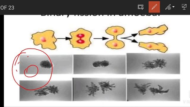unit 1 Reproduction reproduction in organism part 1