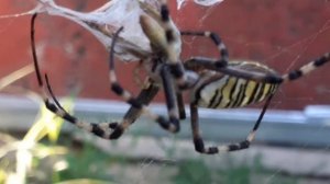 Паук-оса. Wasp spider. Part 2.