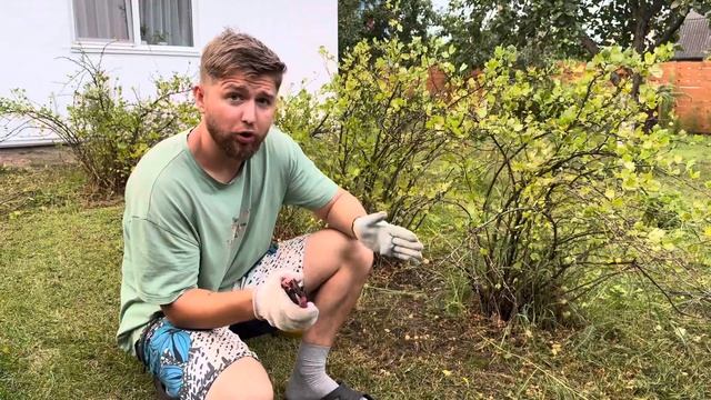 Обрезка крыжовника после сбора урожая. Какие ветки нужно убрать. #крыжовник #обрезка