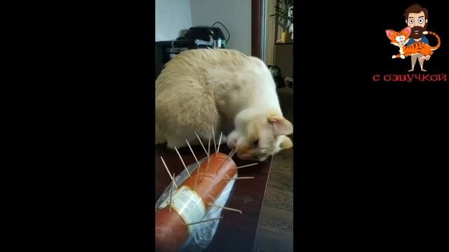 Приколы с котами. Смешная озвучка.

#Развлекательно
#Юмор
#Природа