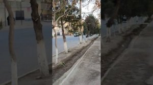 Фергана Киргули Пеликаны