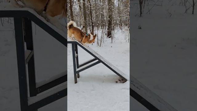 Смотреть до конца #коржмарти #корги #коржик #юмор #животные #дрессировка #corgi #dog #funny